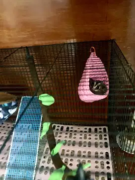 Dijual Sugar glider Murah