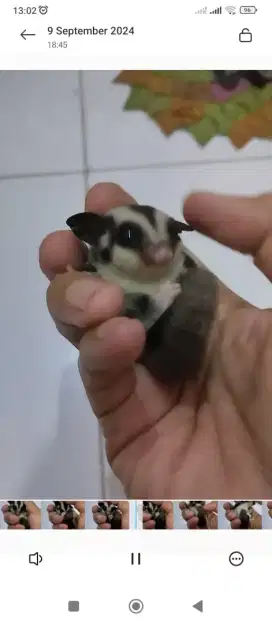 Jual sugar glider Joey (SG)