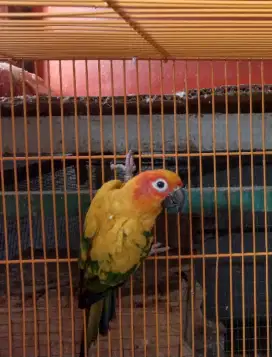 Sun conure induk  betina