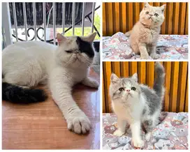 Persia Peaknose Exo