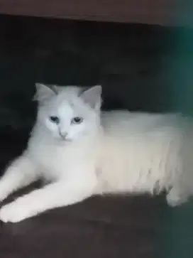 Kucing anggora umur 11 bln