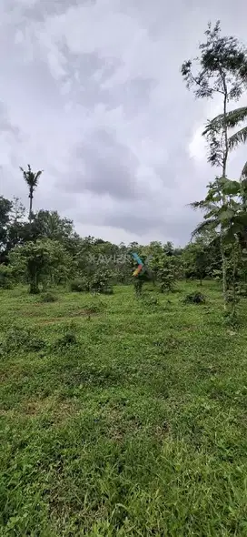 c043 Dijual Tanah Kering di Desa Kasembon Kec. Bululawang