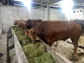 Sapi Qurban Harga Grosir Surabaya
