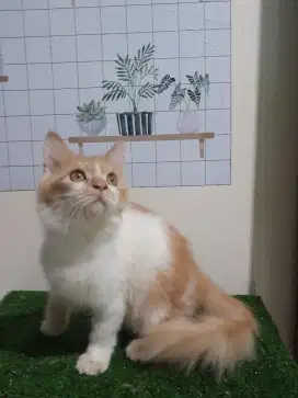 Kucing persia/Jantan/4 bulan