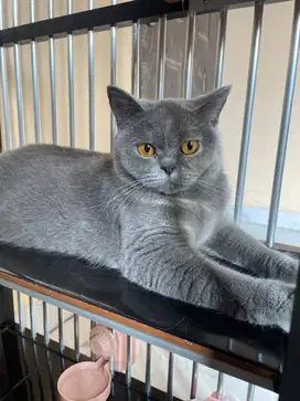 Lepas Adop Kucing British Short Hair (BSH)