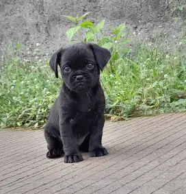 Anjing mini pug