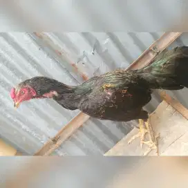 Ayam BK pakhoy bulbi semi
