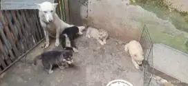 Puppies husky non stbm