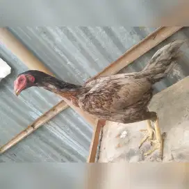 Ayam betina pakhoy x koyngon