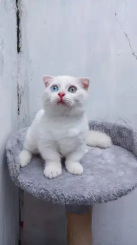 Munchkin gealic odd eye