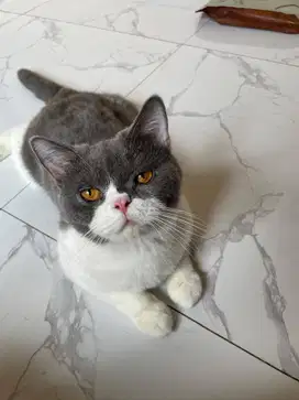 Lepas Adop Kucing British Short Hair (BSH)