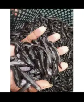 Jual bi2t ikan le2 segala ukuran... jenis mutiara mix sangkuriang...