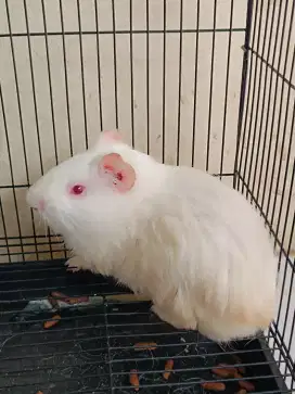 Marmut lokal albino