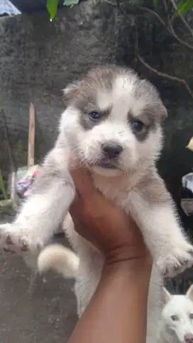 Anakan Husky non stbm 5 minggu