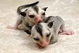 Anak SUGAR GLIDER