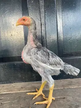 Ayam bangkok selatan dan mangon