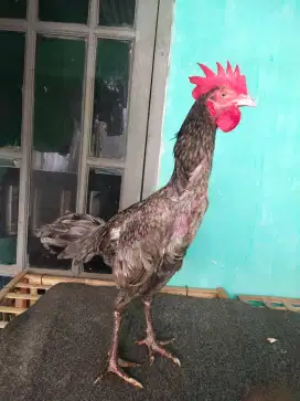 ayam bulbi jantan