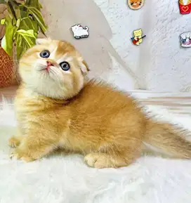 munchkin fold golden