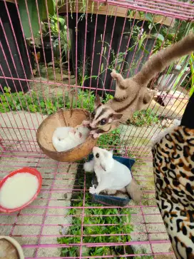 DiJual cepat sugar glider