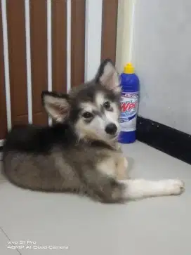 Jual Anjing Alaskan Malamute