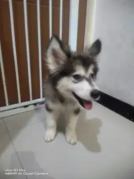Jual Anjing Alaskan Malamute