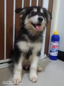 Jual Anjing Alaskan Malamute