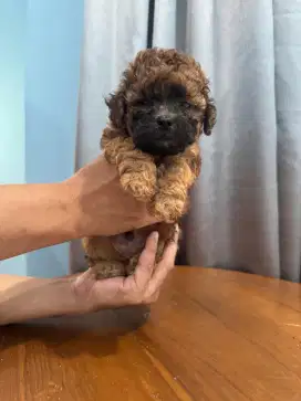 anak anjing maltipo jantan choco black mask