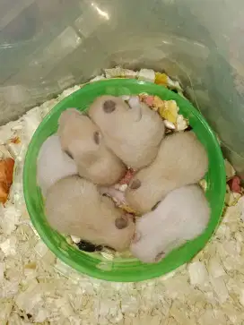 Jual HAMSTER Jantan/Betina umur 1 bulan