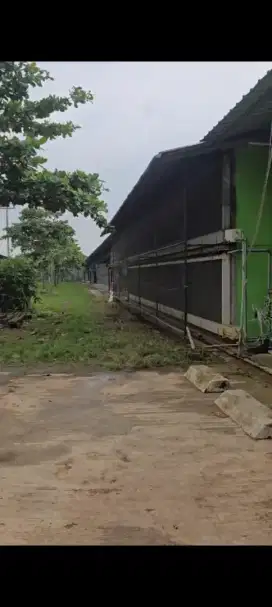 Jual kandang ayam