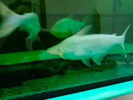 Ikan Patin Albino Jumbo -/+ 30cm