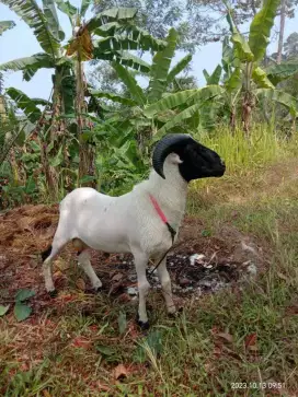 Paket Kambing Kurban