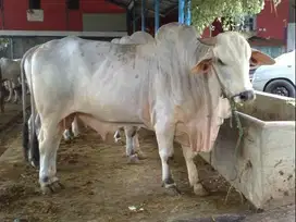 Sapi Peranakan Ongole 2025
