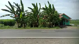 TANAH LUAS PEKARANGAN JL DAENDELS (15 MENIT DR YIA)