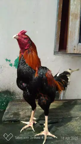 Ayam bangkok pamakhoy ganoi