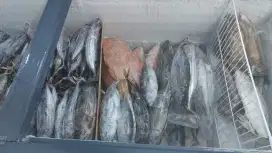Ikan laut beku ( Fresh )
