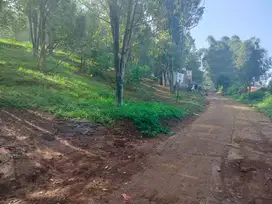 Tanah kebun cengkeh