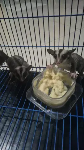 3 Sugarglider clasic gray