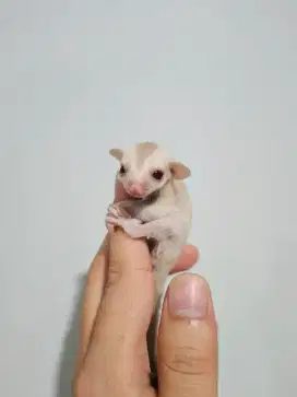 Sugar Glider Joey Creamino