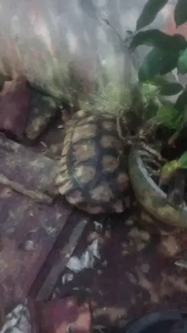 2 ekor Kura- kura sulcata ukuran 45 dan 55 cm.