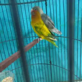 Lovebird gs x mov