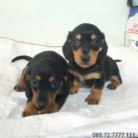 Anak anjing tekel / dachshund, blacktan, jantan