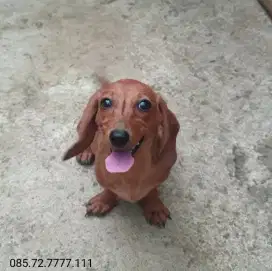 Anjing tekel / dachshund, betina