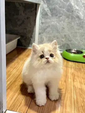 Lepas adopsi peaknose