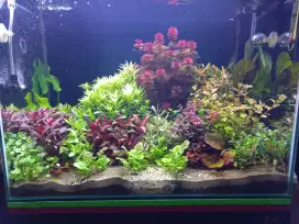 Paket Komplit Alat CO2 Aquascape HQ WYIN ZRDR Series Banyak Bonusnya