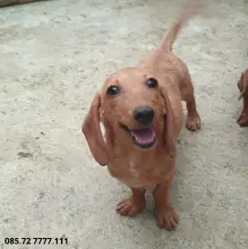 Anjing Tekel / Dachshund, Betina