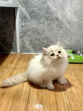 Lepas adopsi flatnose