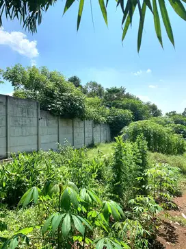 Dijual Tanah Cikeusal Serang Akses Container 40 ft