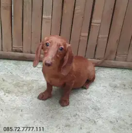 Anjing Tekel / Dachshund, Betina