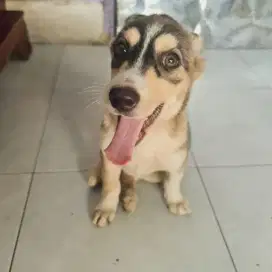 Husky mix Corgi