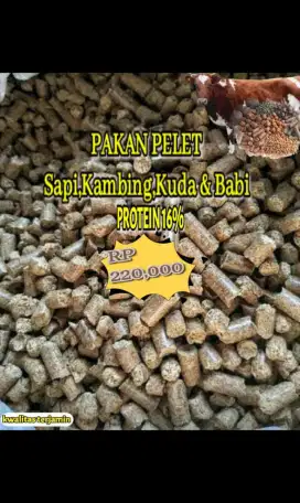 Pakan sapi kambing kerbau kuda babi